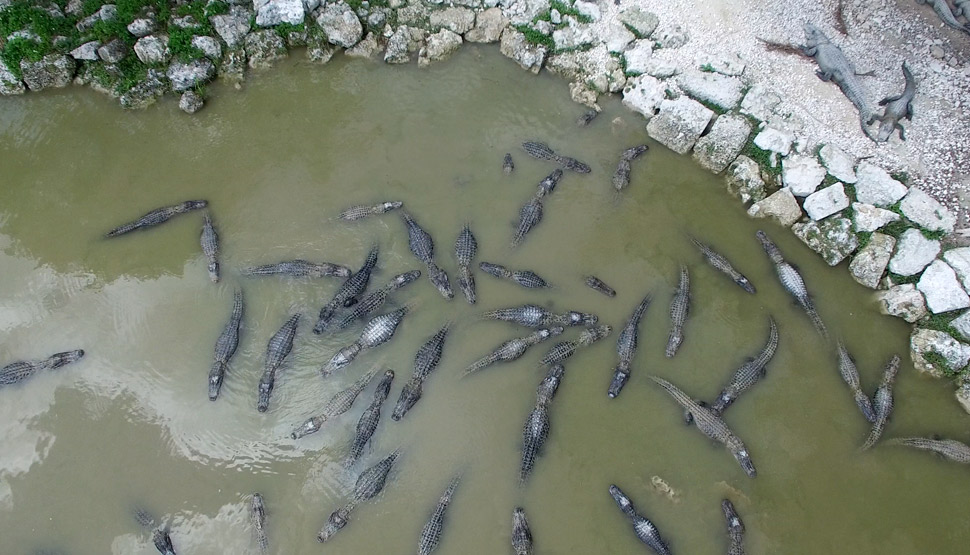 Too many alligators to count at the Everglades Alligator Farm. 