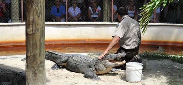 A man wrestles with an alligator at Everglades Safari Park. 