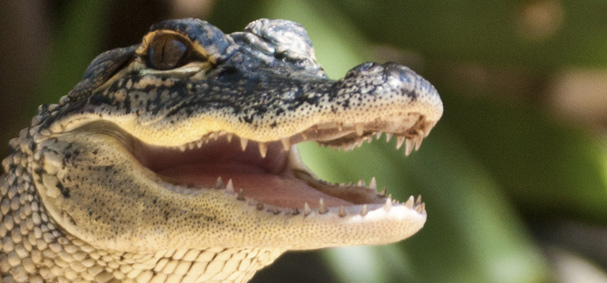 Sawgrass Recreational Park Alligator