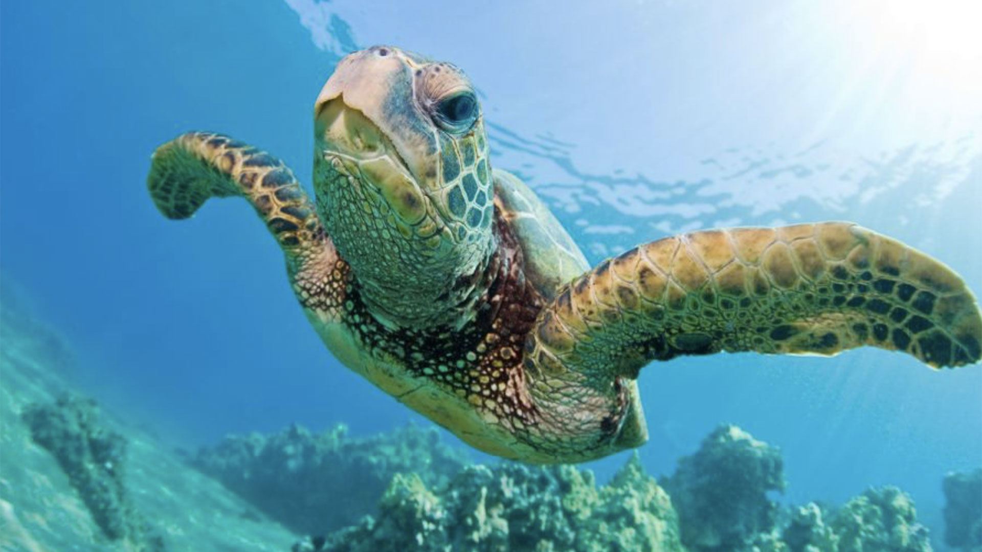 Glass Bottom Boat Tour in Honolulu 04