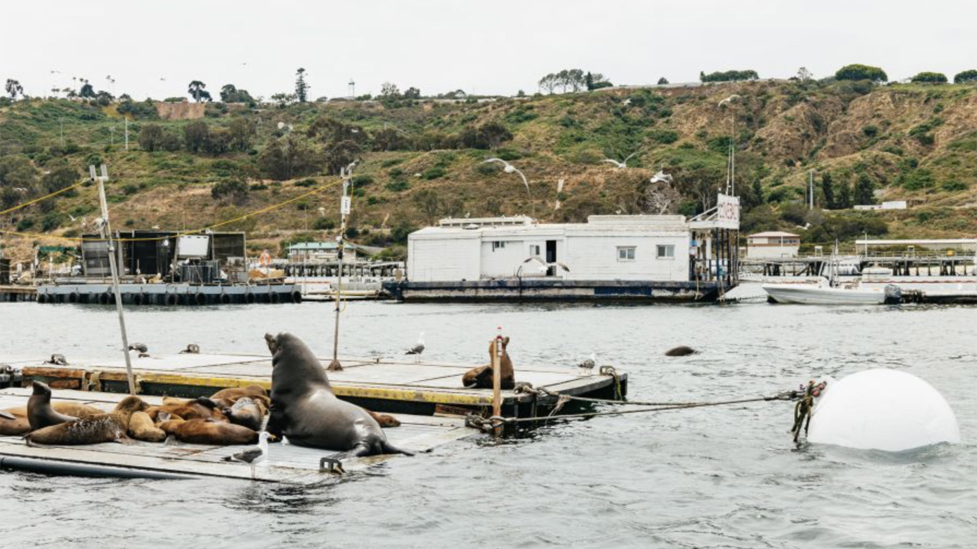 SEAL City Tour by Amphibious Bus 05