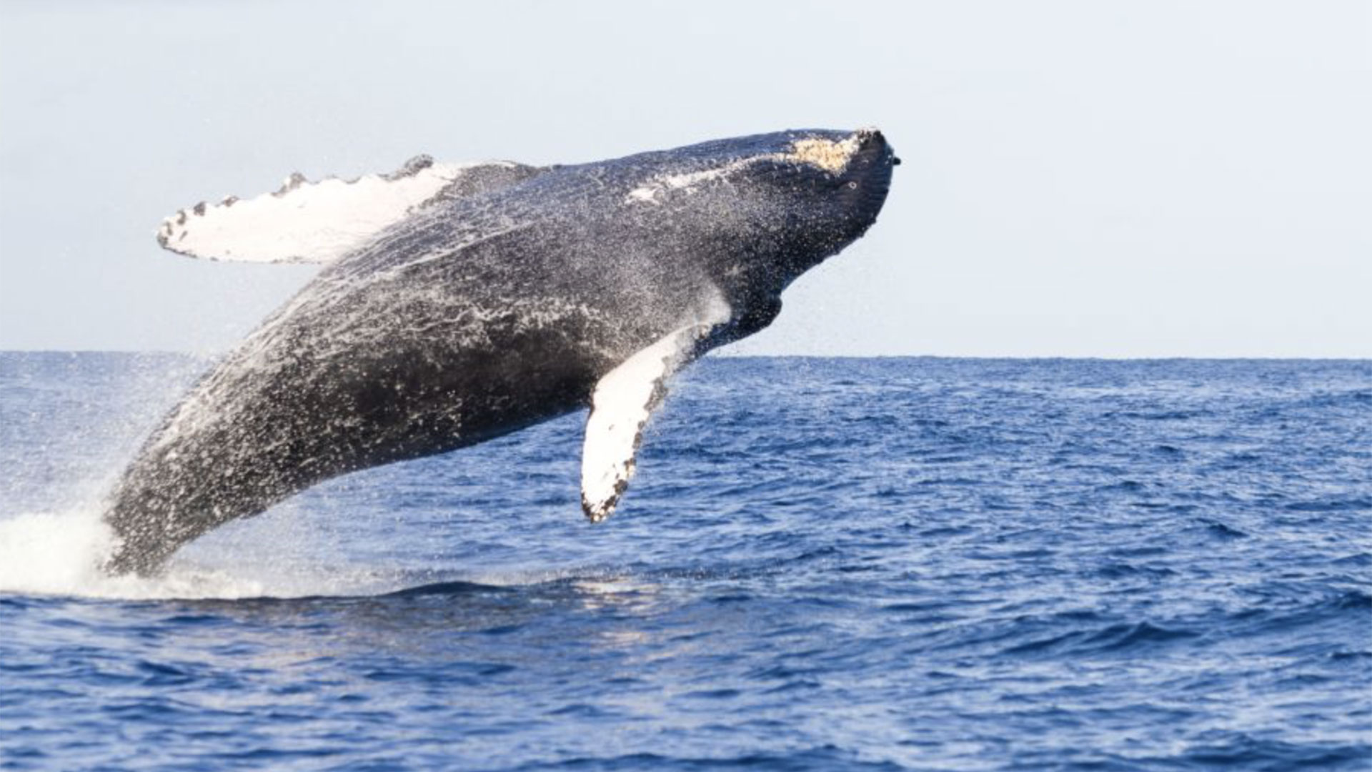 Whale Watching Catamaran Cruise Maalaea Harbor 02