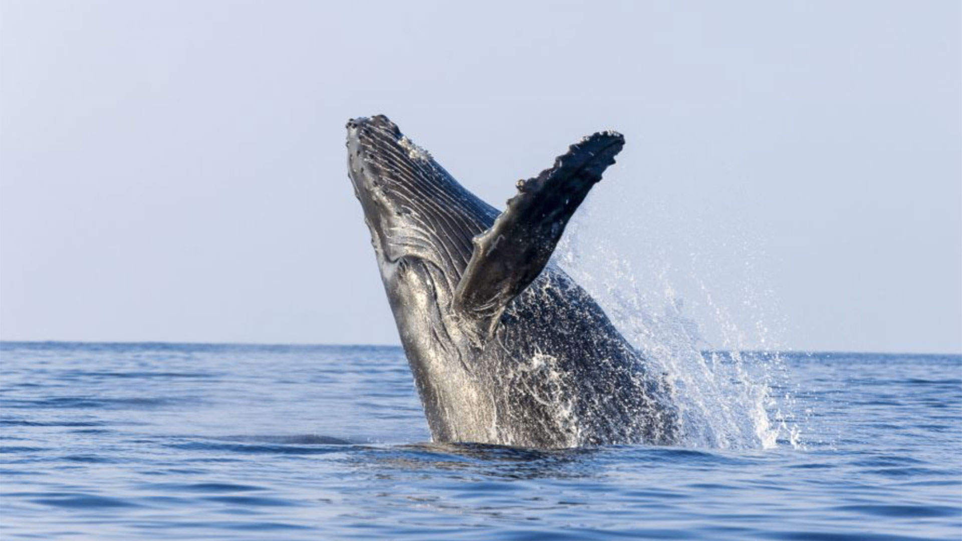 Whale Watching Catamaran Cruise Maalaea Harbor 03