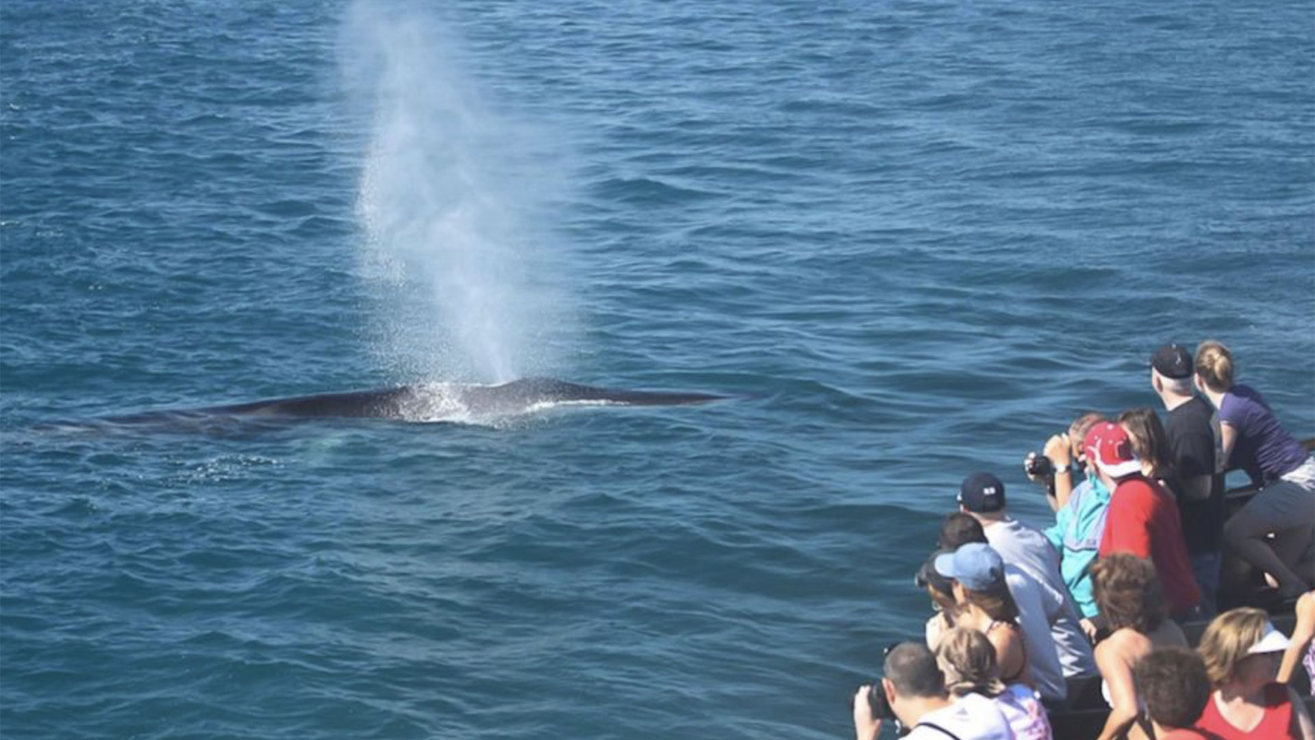 Whale Watching Tour in San Diego 01