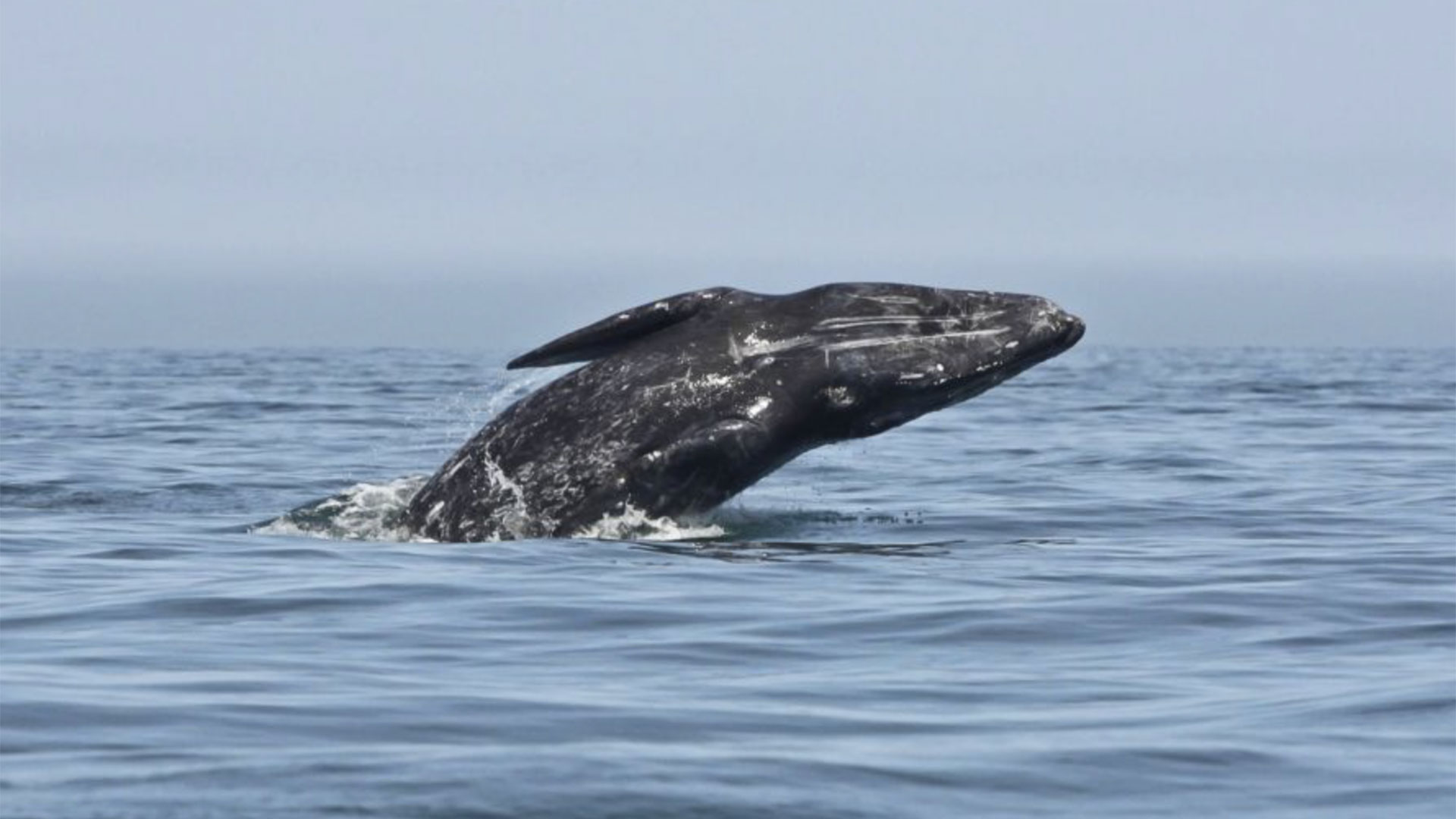 Whale Watching Tour in San Diego 03