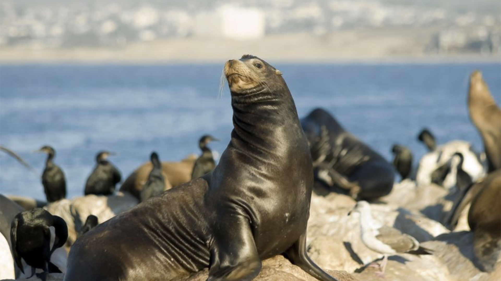 Whale Watching Tour in San Diego 04