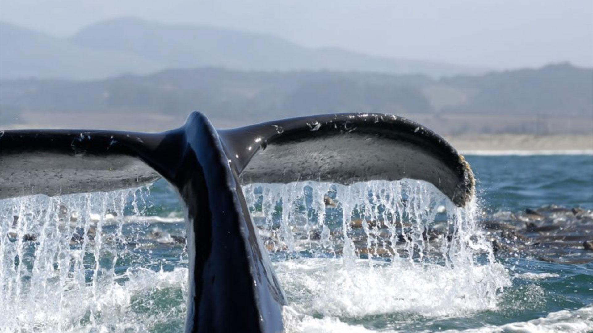 Whale Watching Tour in San Diego 05