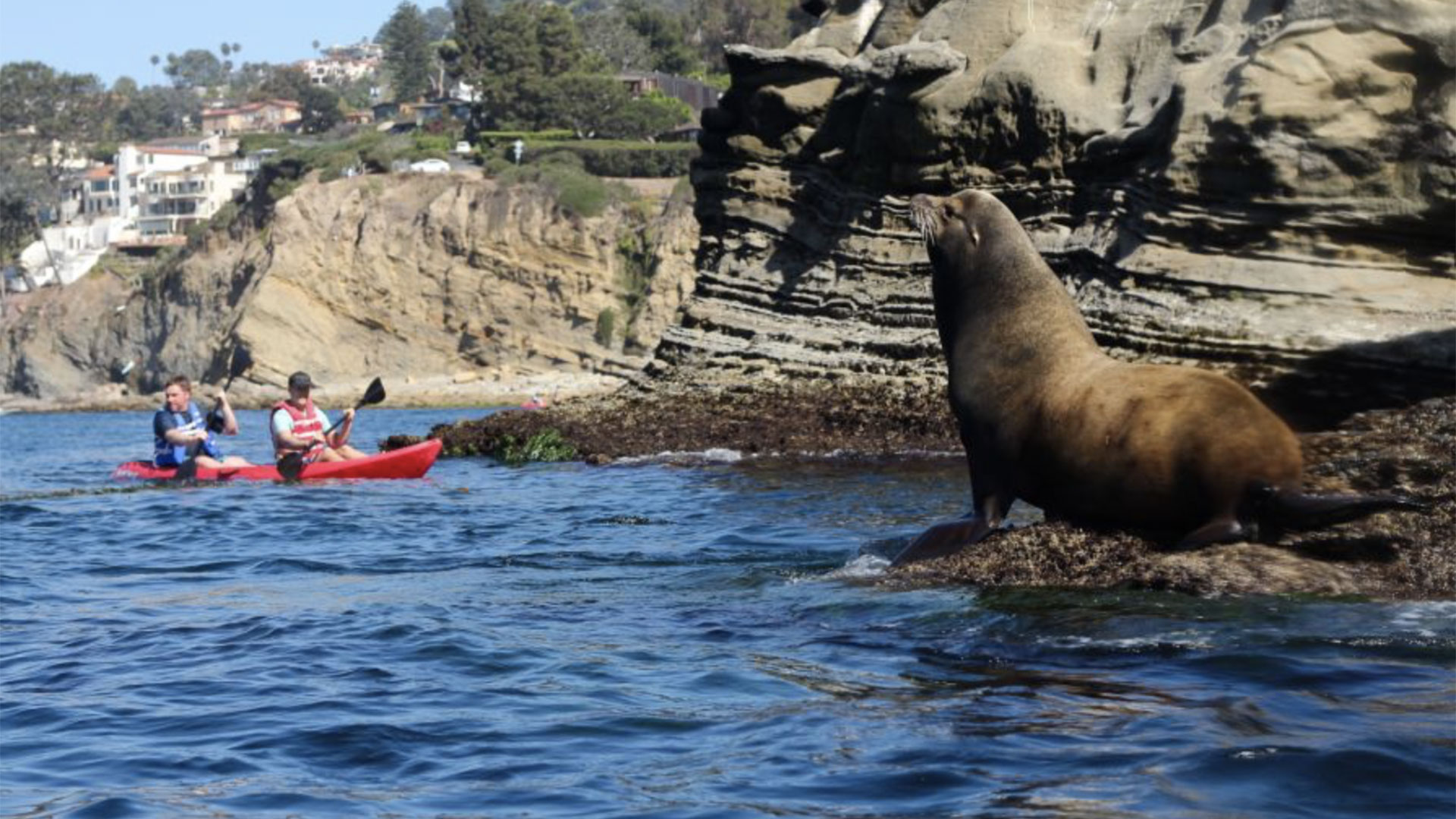 2-Hour Kayak Tour of the 7 Caves in La Jolla 02