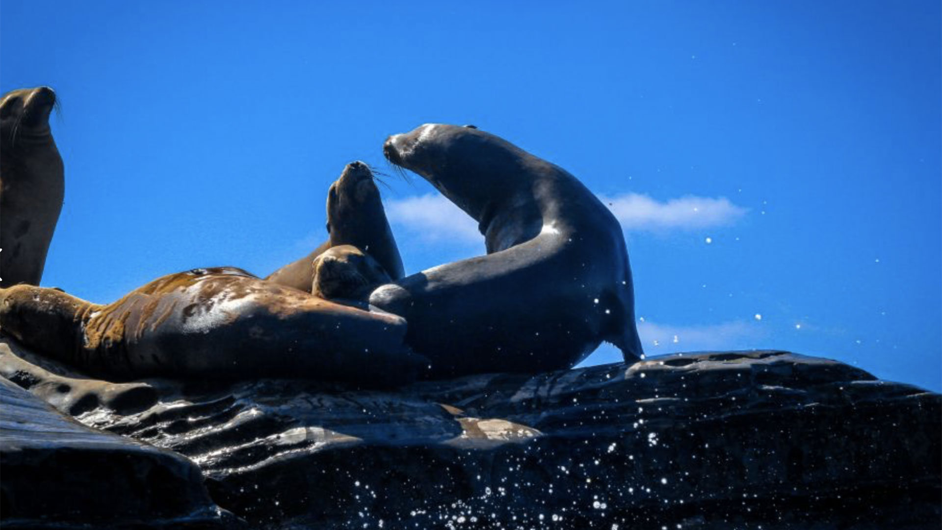 2-Hour Kayak Tour of the 7 Caves in La Jolla 04