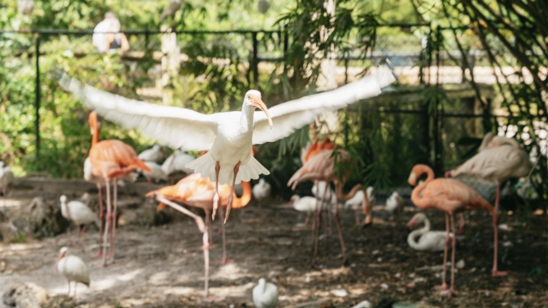 Flamingo Gardens 01