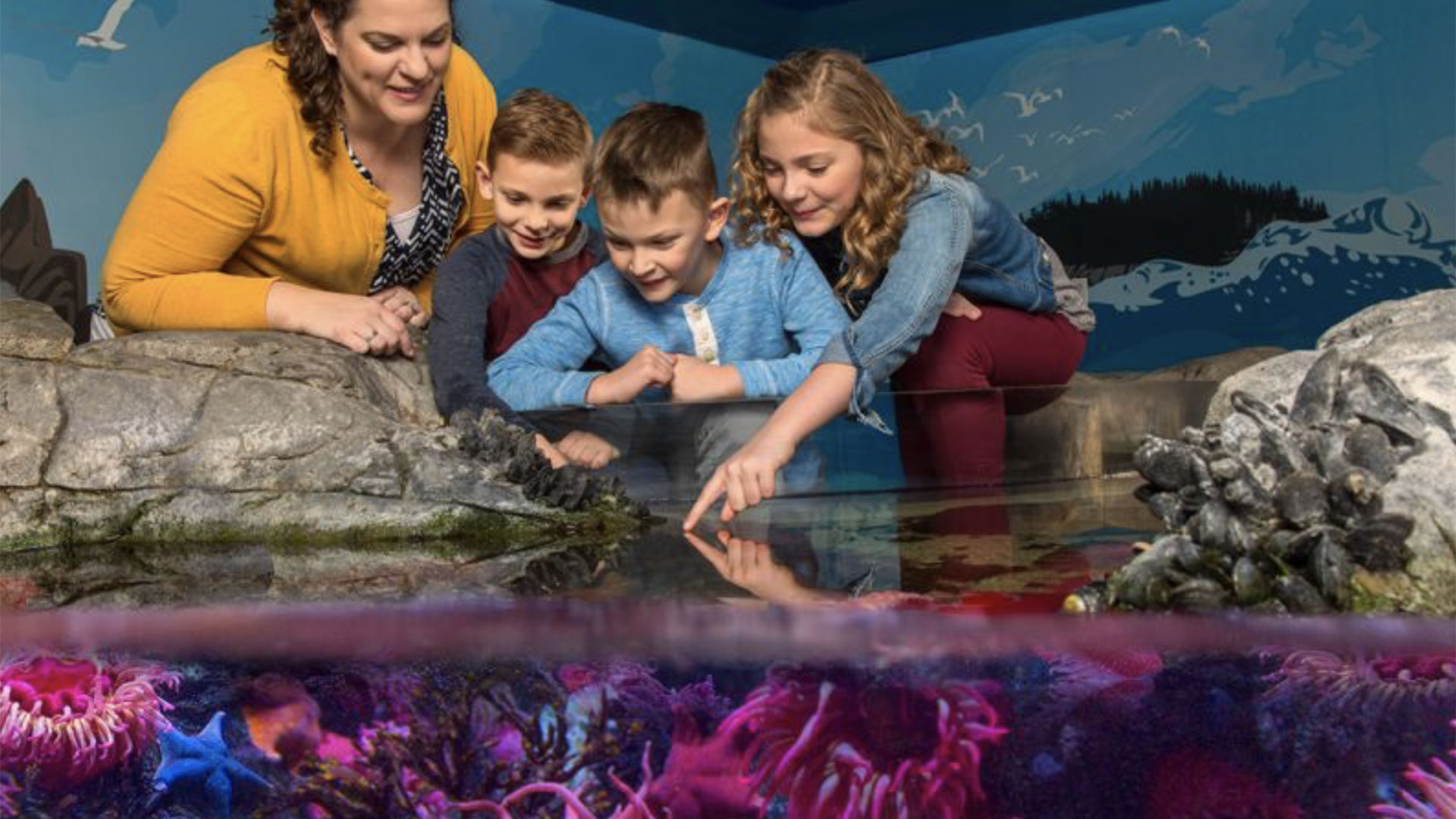 SEA LIFE Charlotte-Concord Aquarium General Admission 04