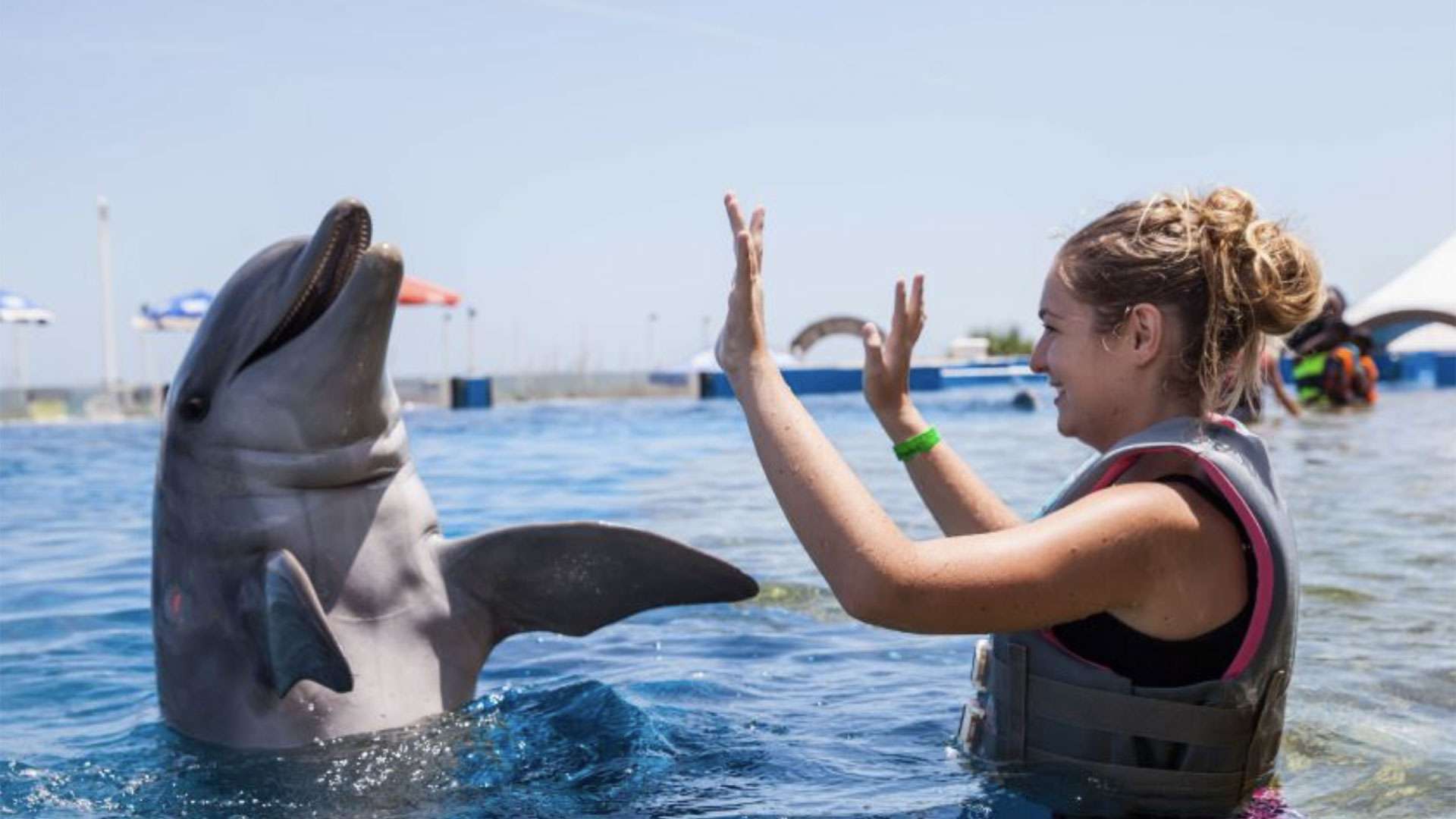 Swimming with the Dolphins St Augustine