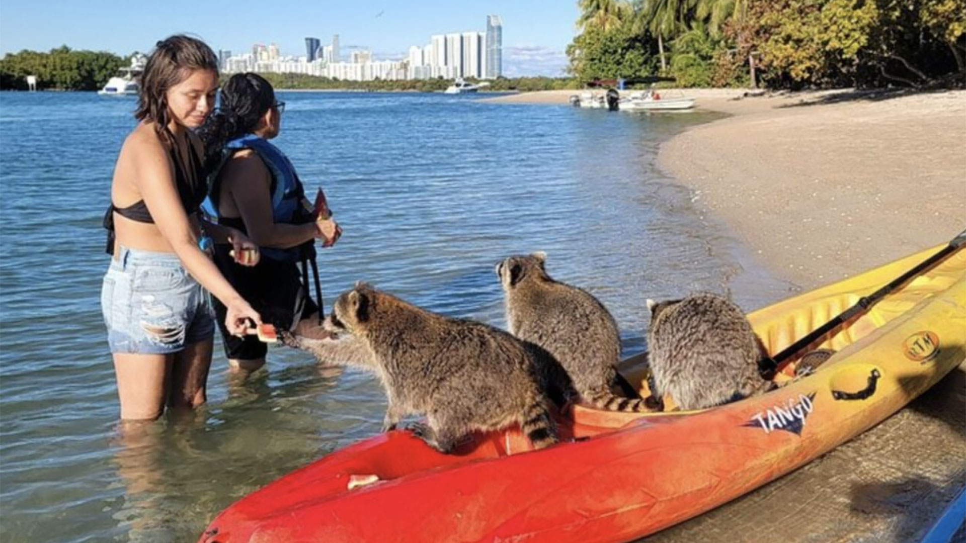 Paddleboard or Kayak Island Tour 02