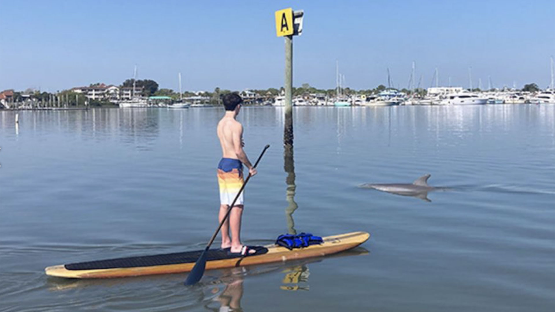 Dolphin and Manatee Paddle or Kayak Tour 03