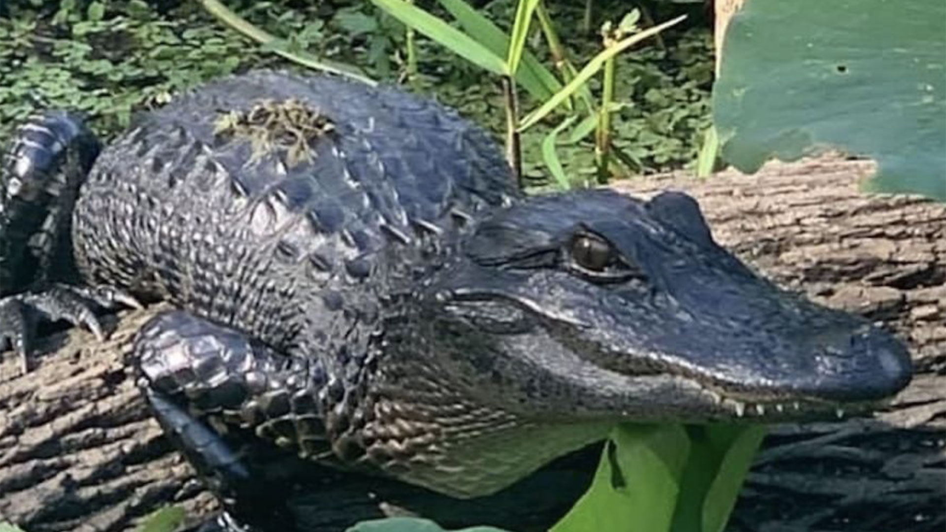 St. Johns River Airboat Safari with a Guide 02