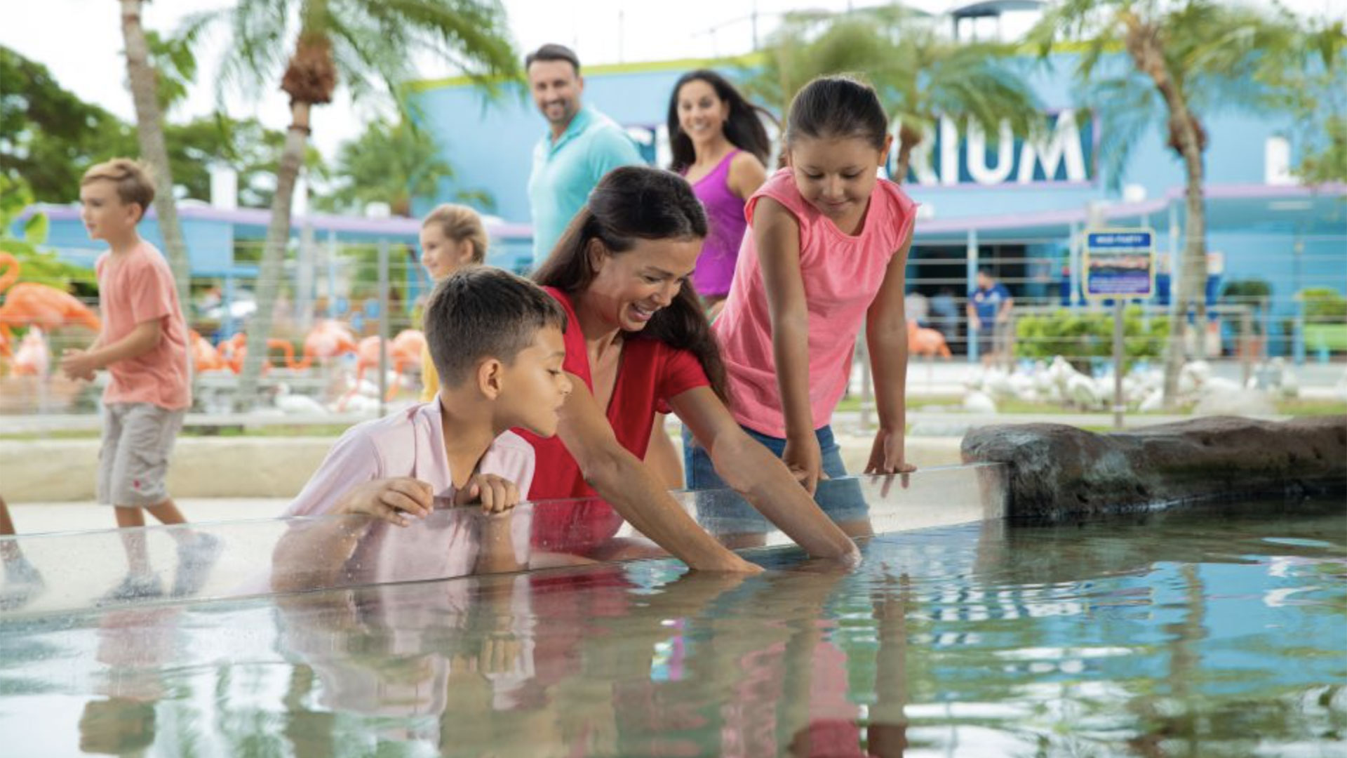 Swim with the Dolphins at Miami Seaquarium 04