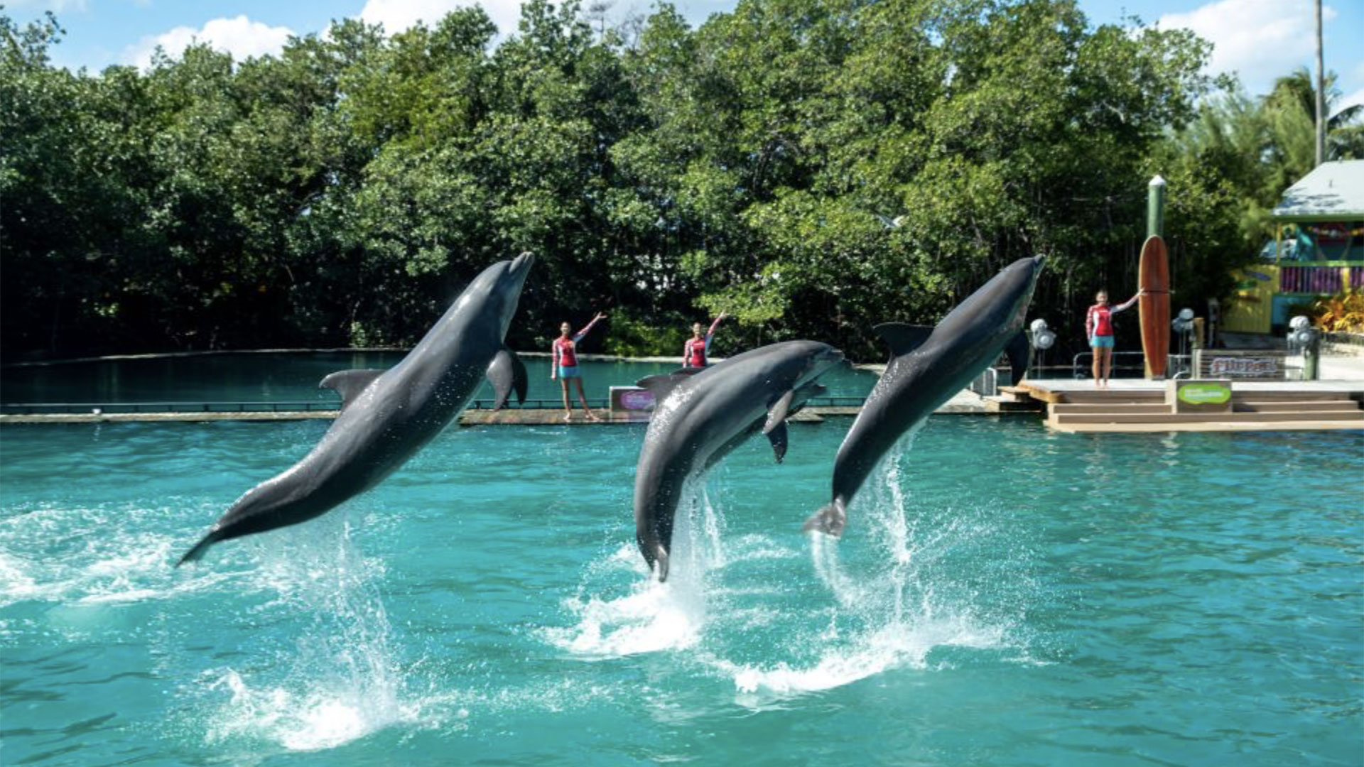 Dolphin Encounter at Miami Seaquarium 03