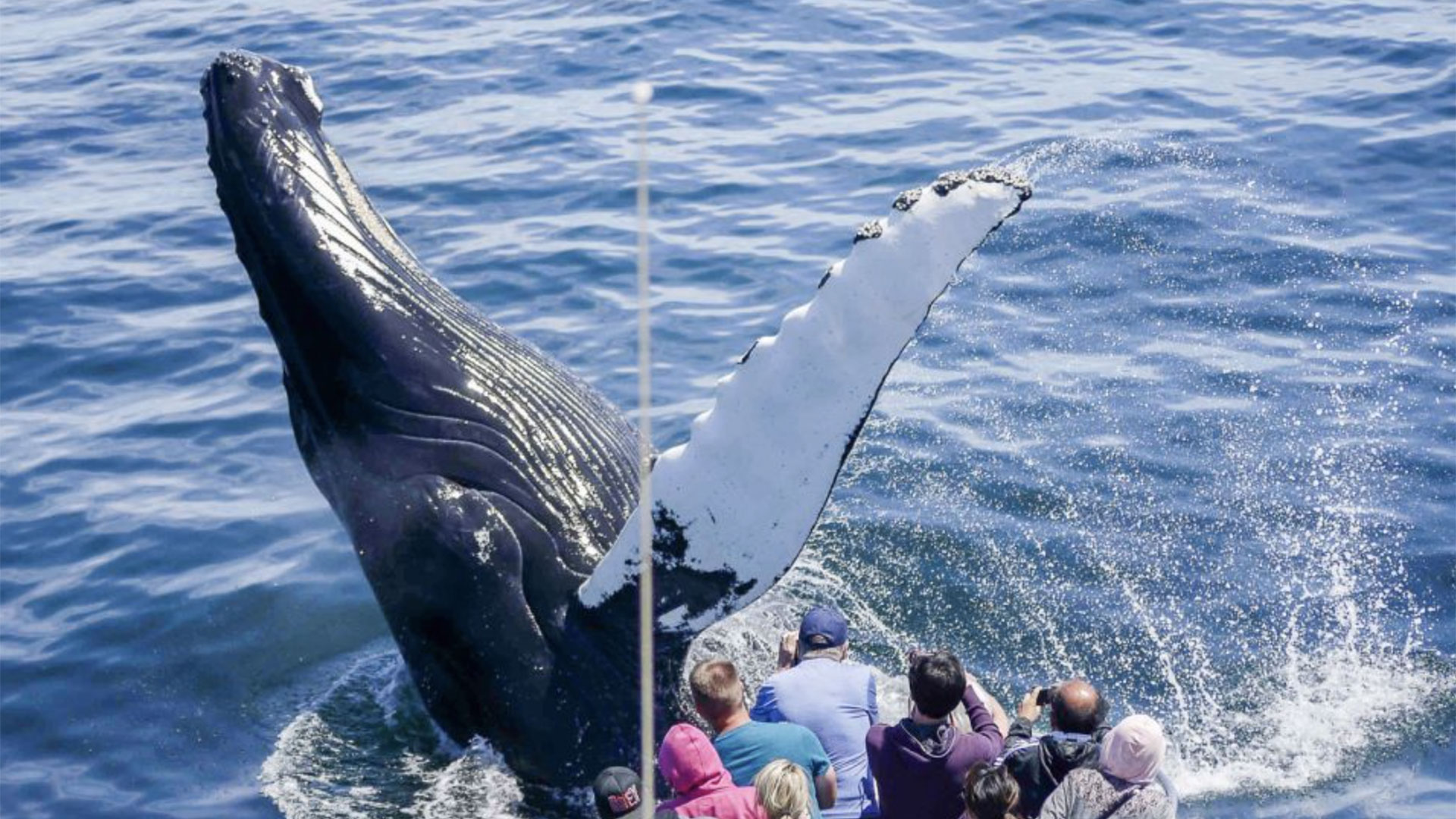 Boston Whale Watching Cruise 01