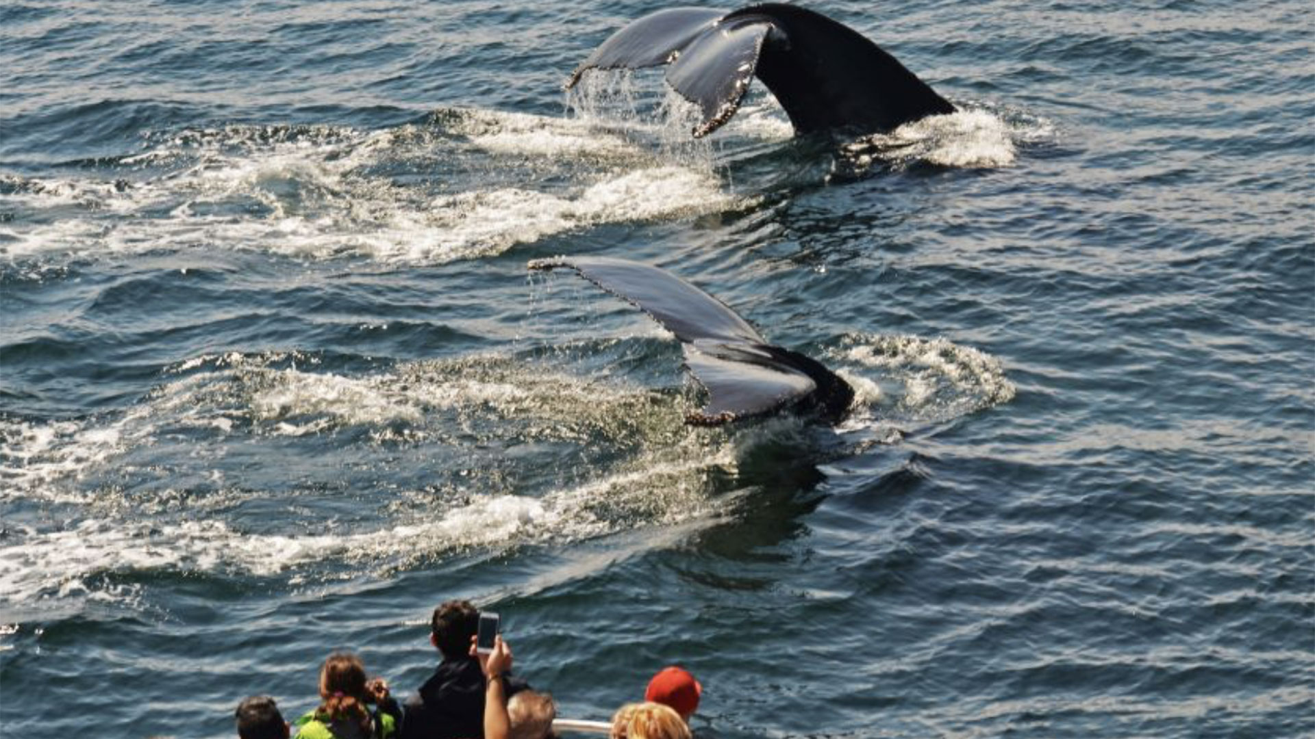 Boston Whale Watching Cruise 04