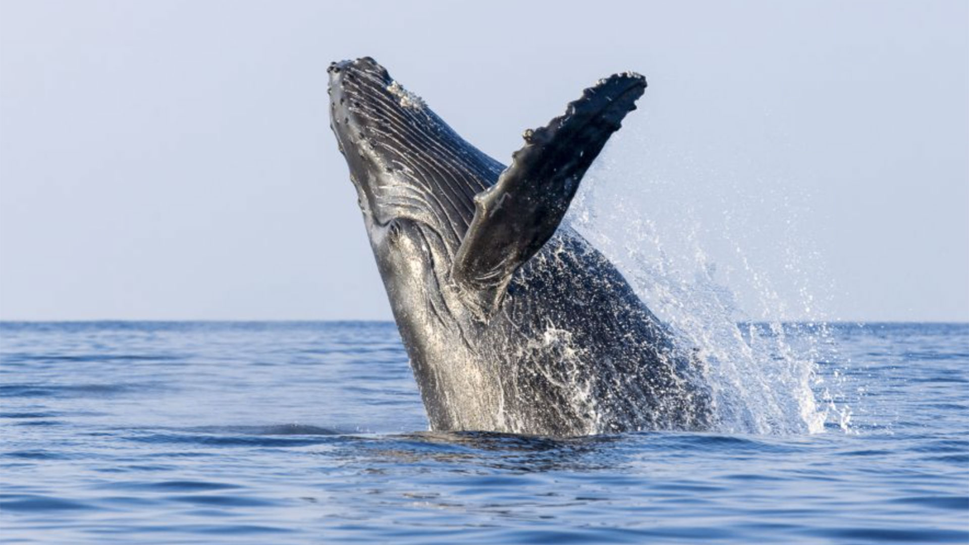 Whale Watching Cruise in Kailua-Kona 01