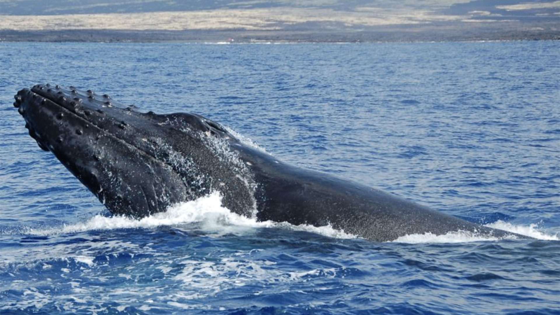 Whale Watching Cruise in Kailua-Kona 02