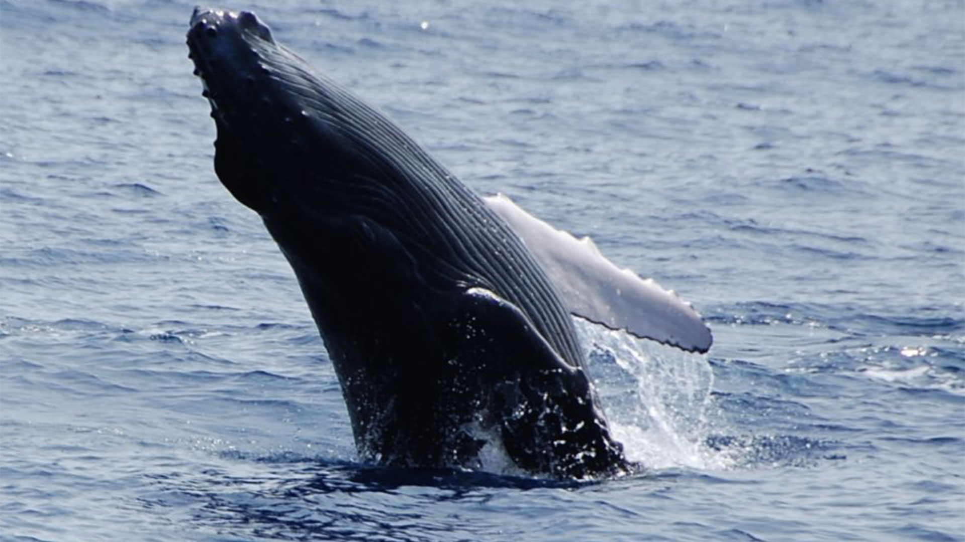 Whale Watching Cruise in Kailua-Kona 03