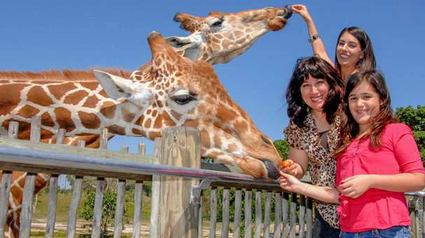 Take the time and feed the giraffes for a unique family experience at Zoo Miami.