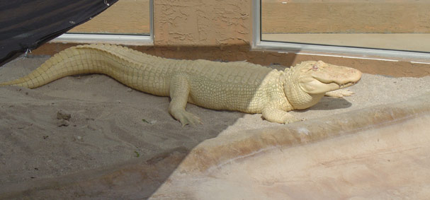 An large albino alligator bathes in the sun at Jungle Island. 