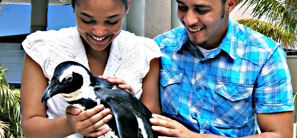 Get happy with your close and personal experience with a penguin at Jungle Island.