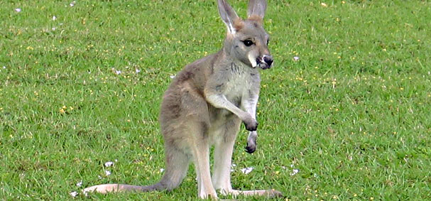 See small kangaroos hop around at Jungle Island.